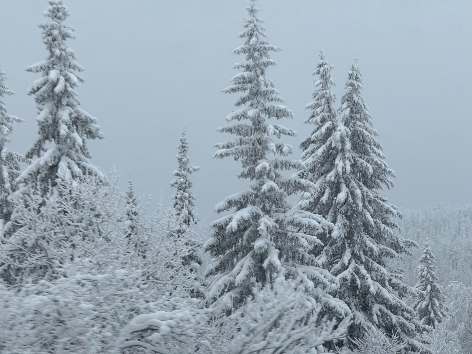 Елены Колоколовой. «Общественная электронная газета».
