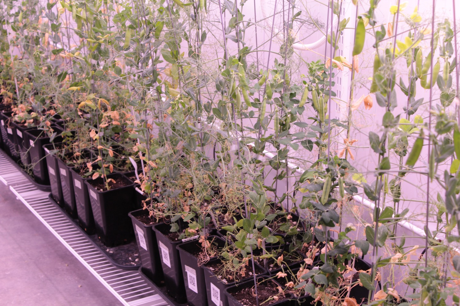 Дарьи Святохиной. «Общественная электронная газета».