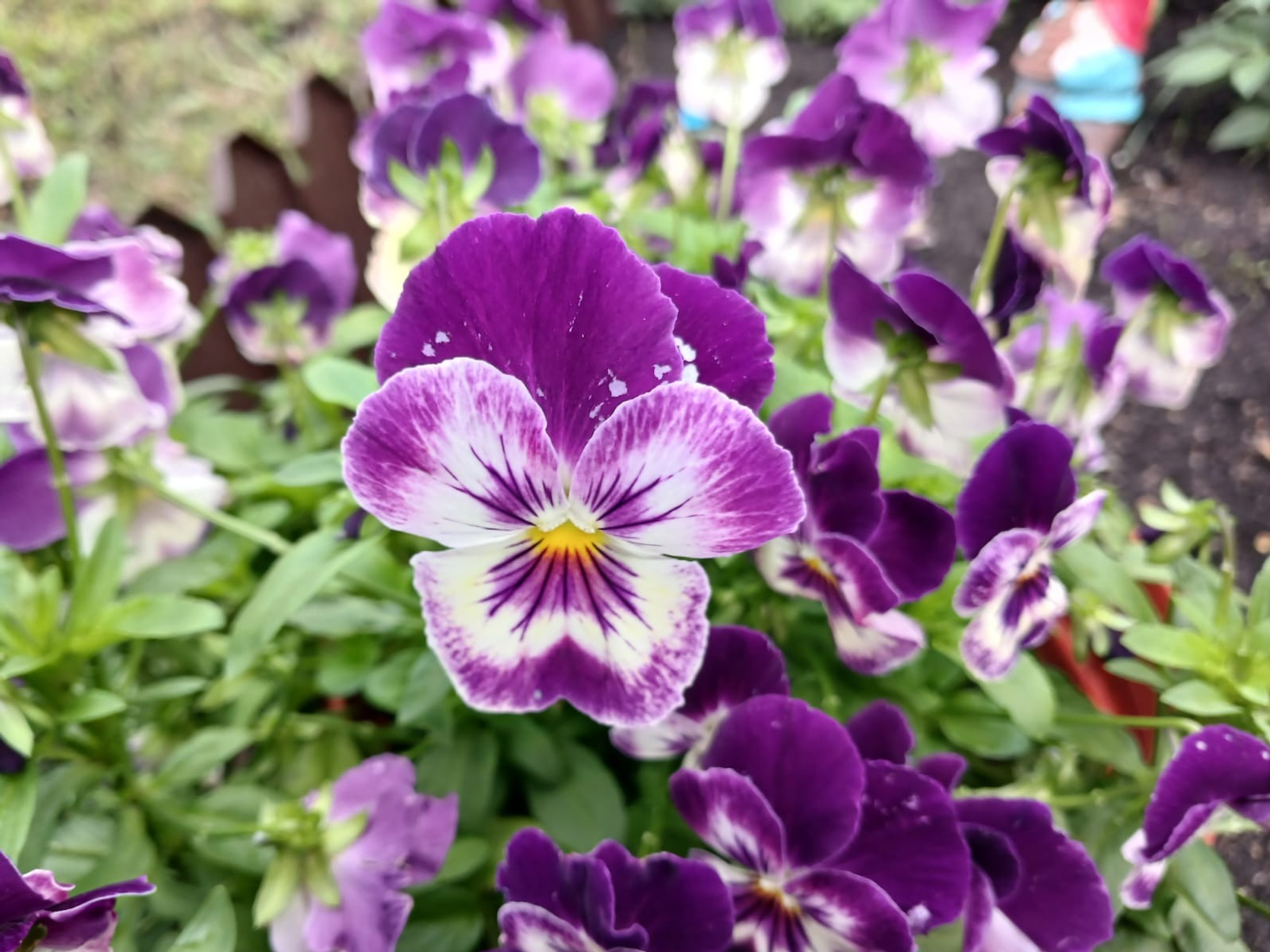 Васили Саитовой.