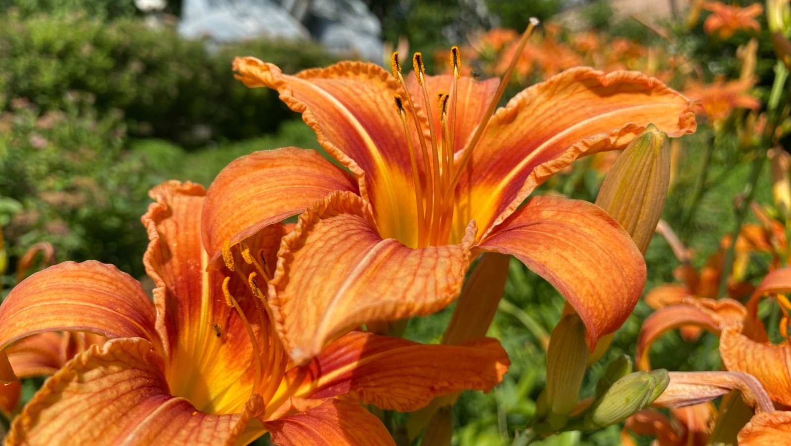 Елены Колоколовой.