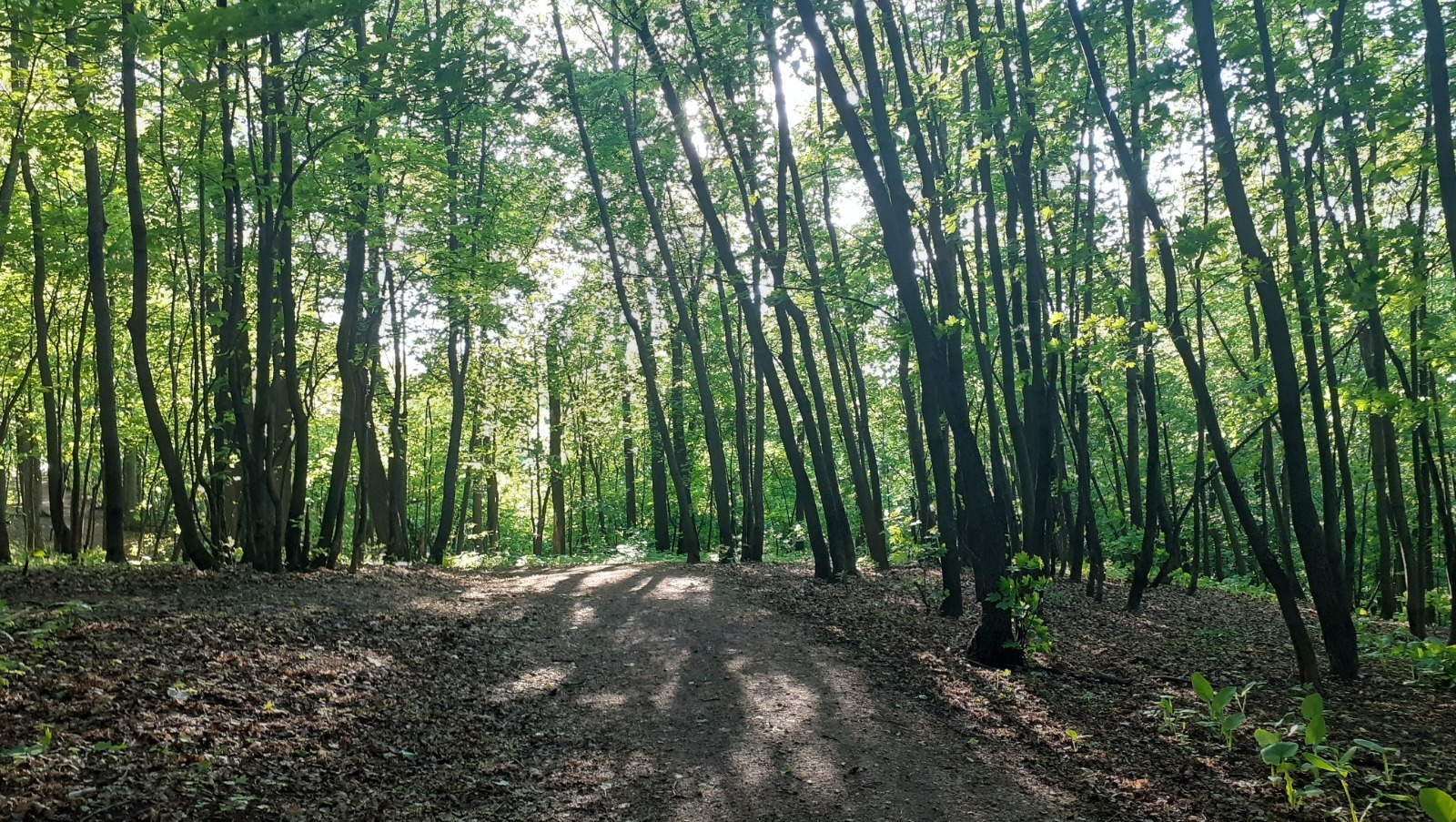 Владимира Шакиева.