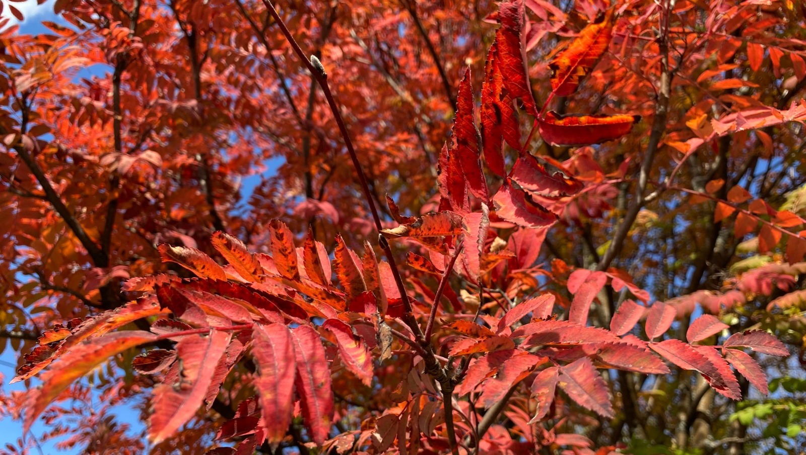 Елены Колоколовой.