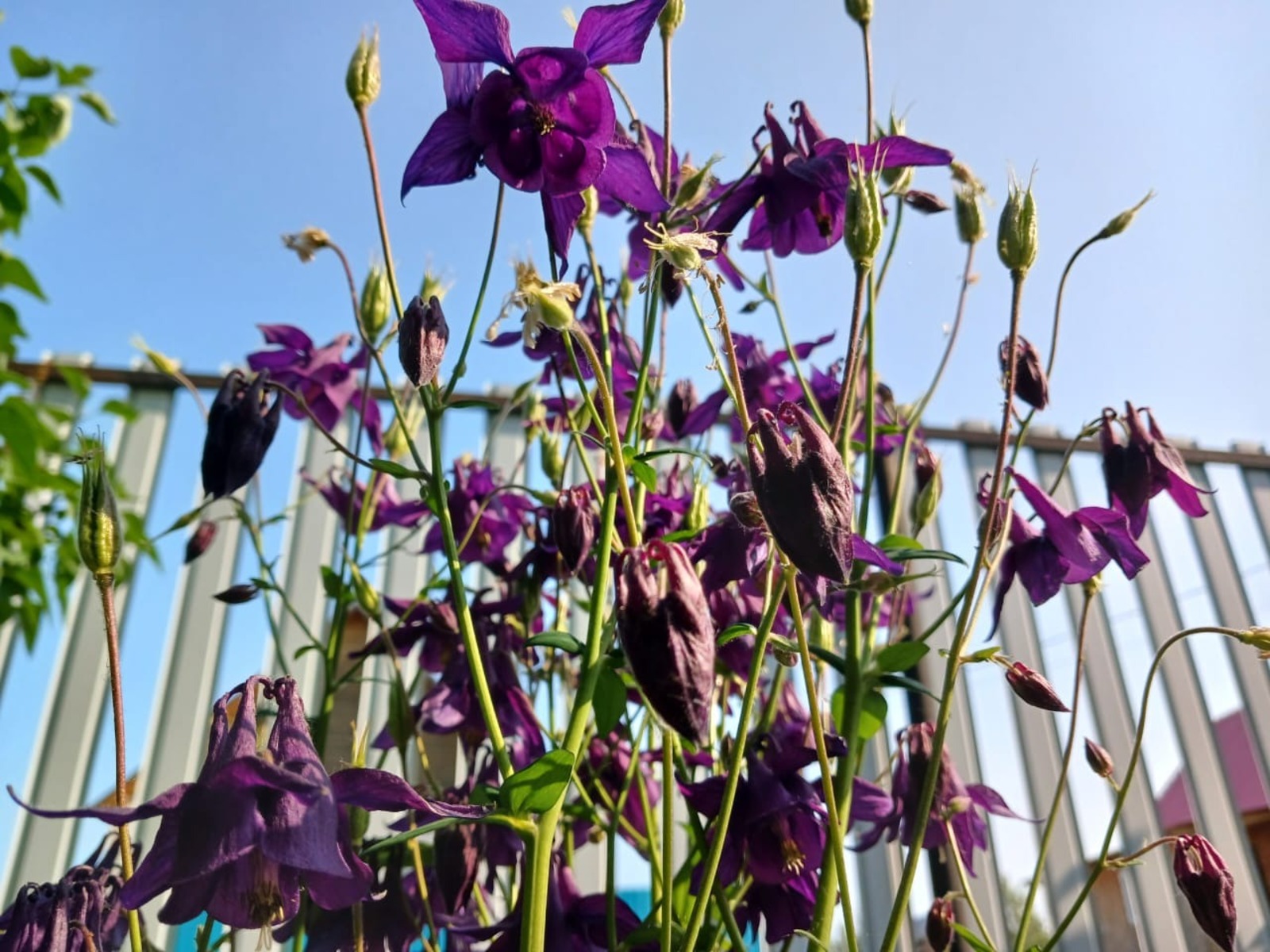 Васили Саитовой.