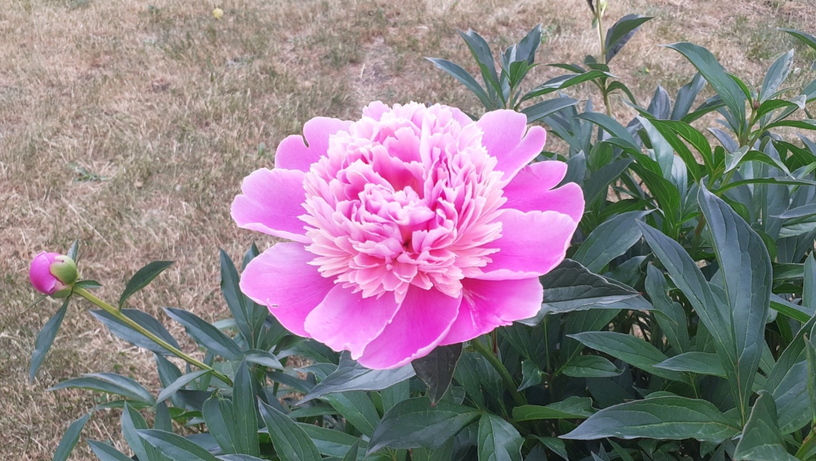 Владимира Шакиева.