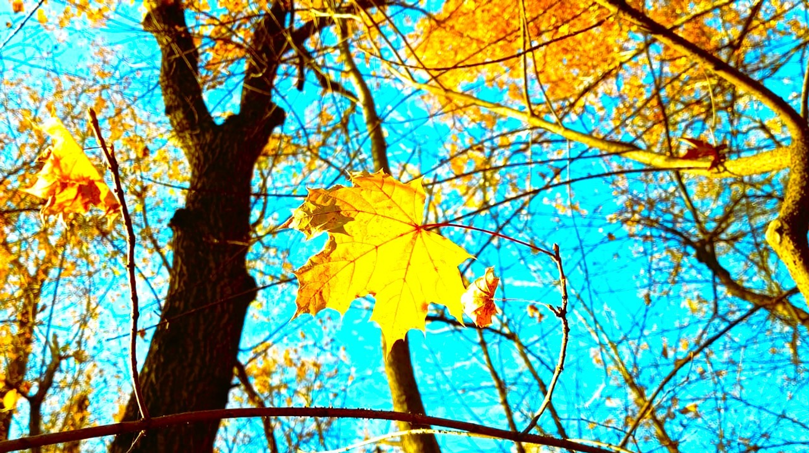 Евгении Сюткиной.