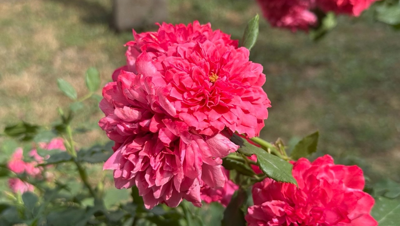 Елены Колоколовой.