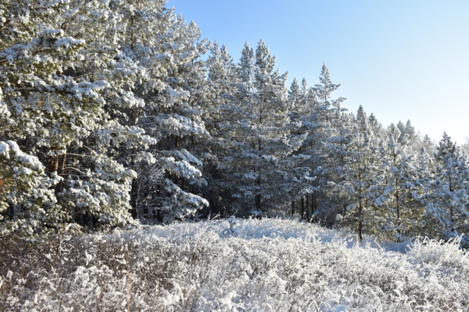 Елены Колоколовой.