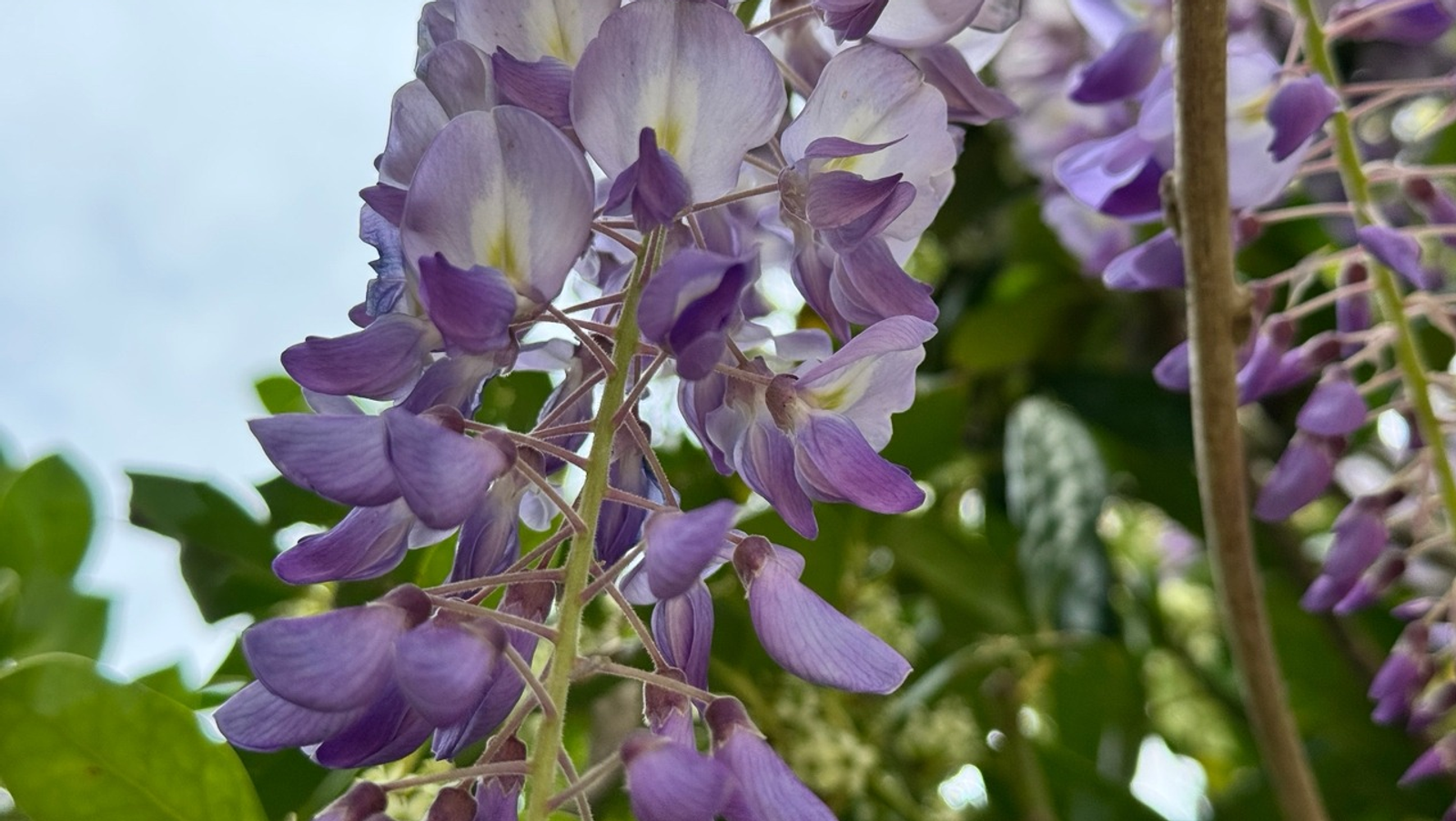 Елены Колоколовой. «Общественная электронная газета».