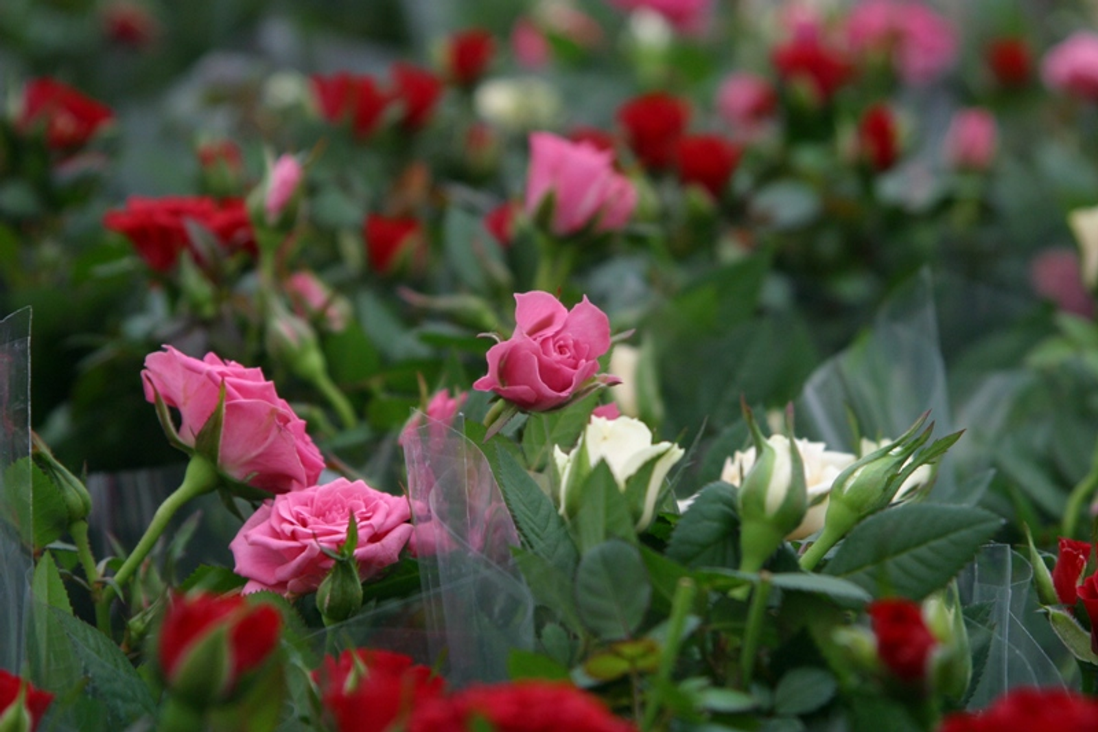 Фото Андрея Старостина.