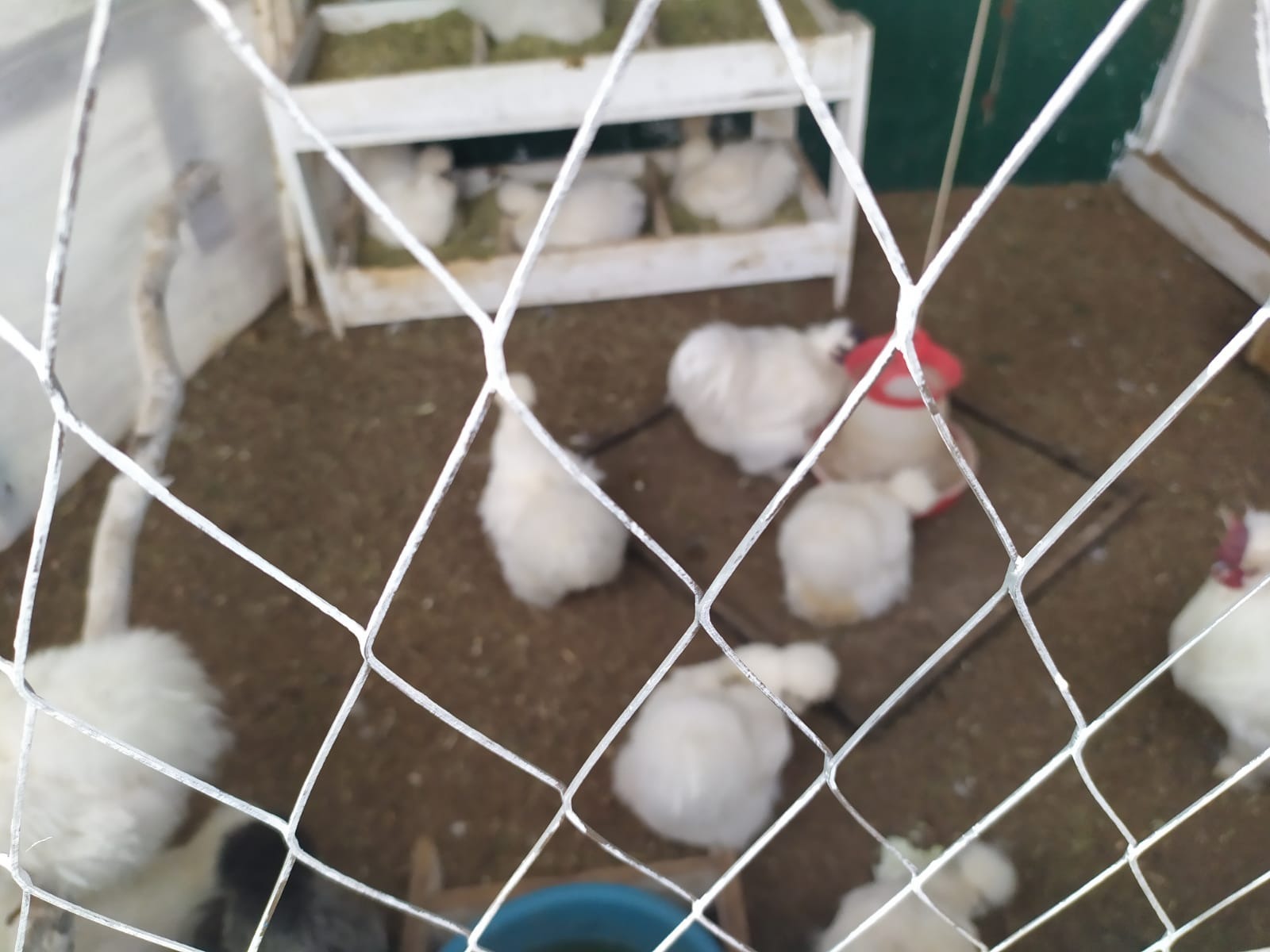 Васили Саитовой.