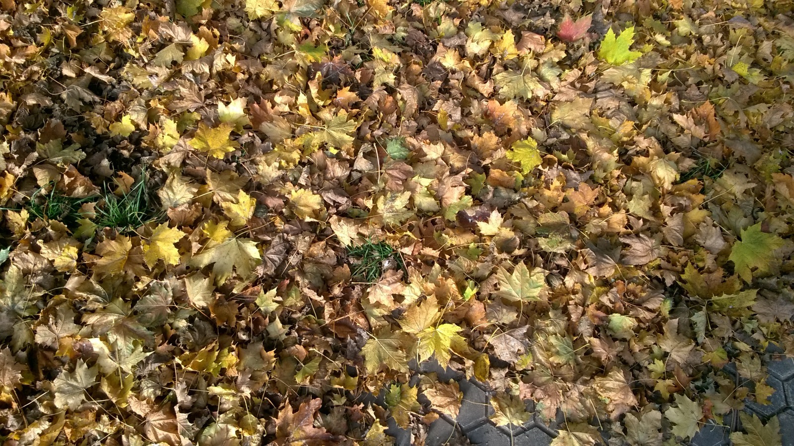 Дарьи Святохиной. «Общественная электронная газета».