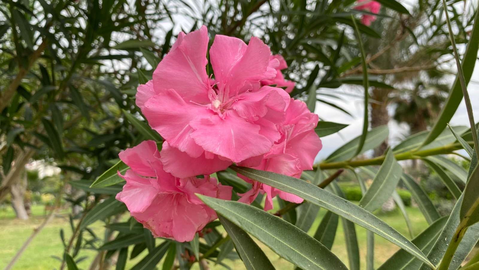 Елены Колоколовой.