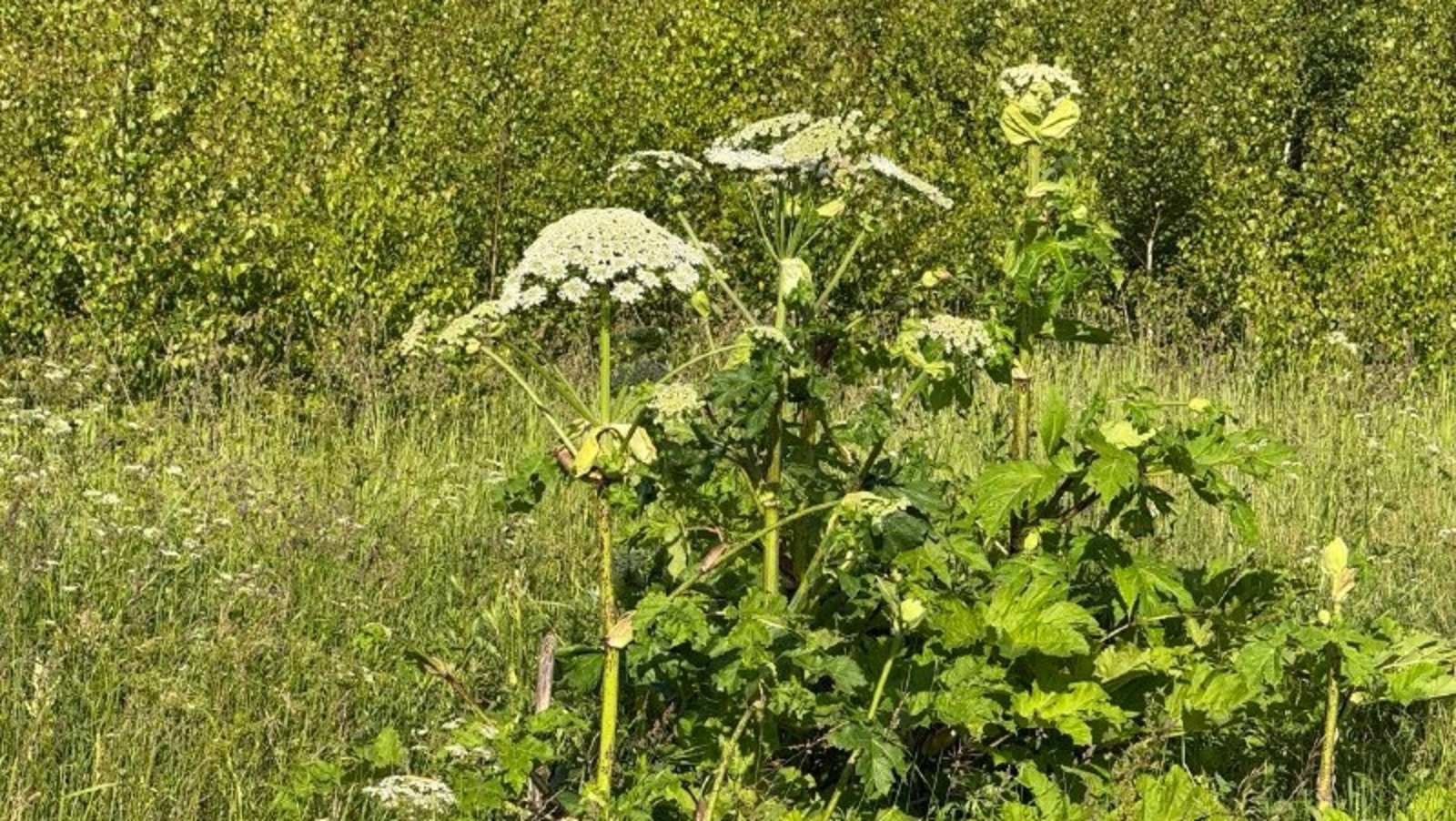Елены Колоколовой.  «Общественная электронная газета».