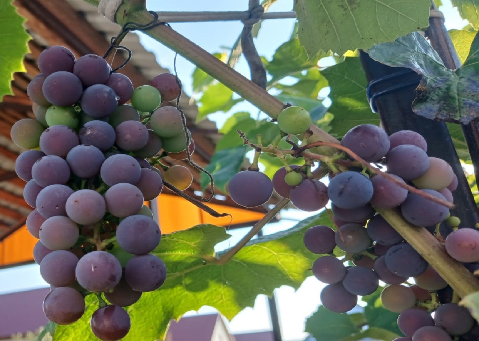 Васили Саитовой.