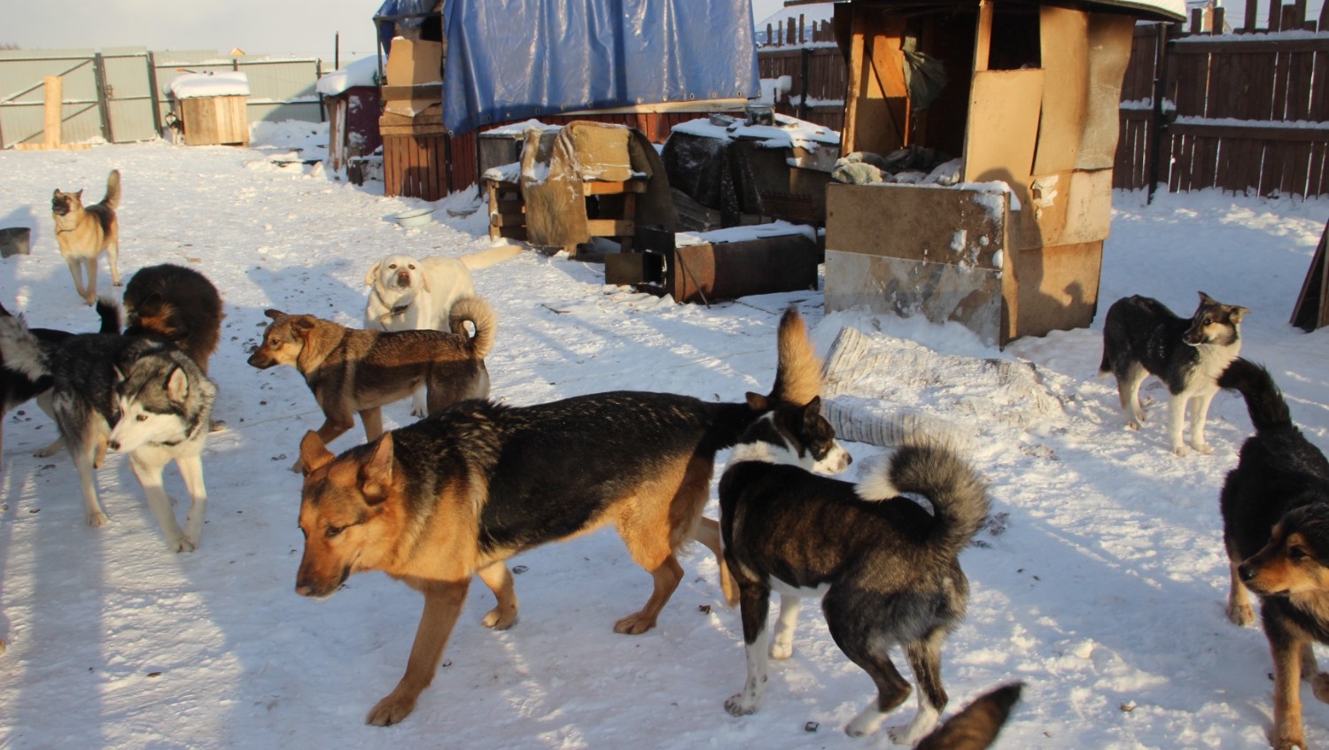 Елены Колоколовой.