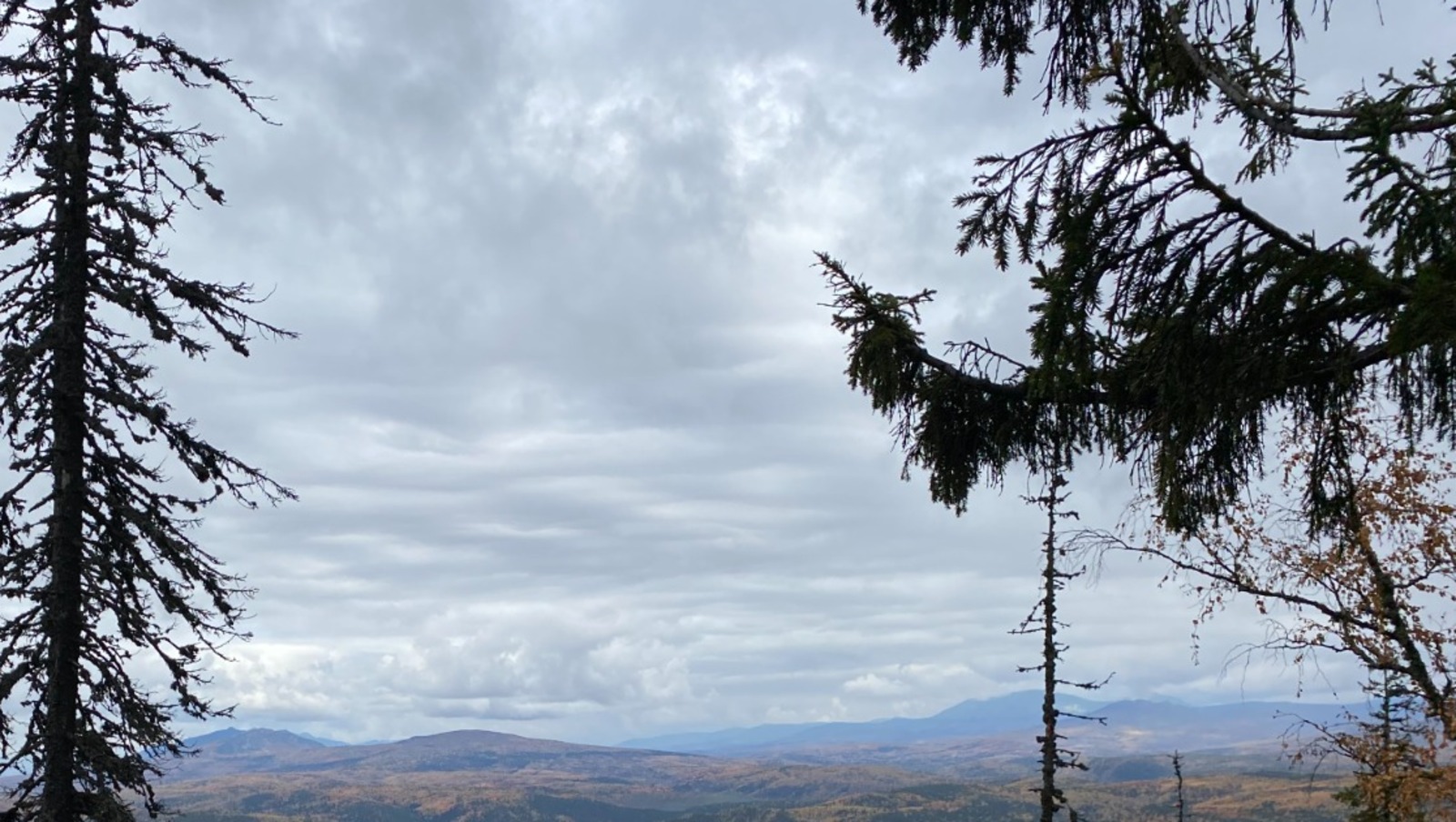 Елены Колоколовой.
