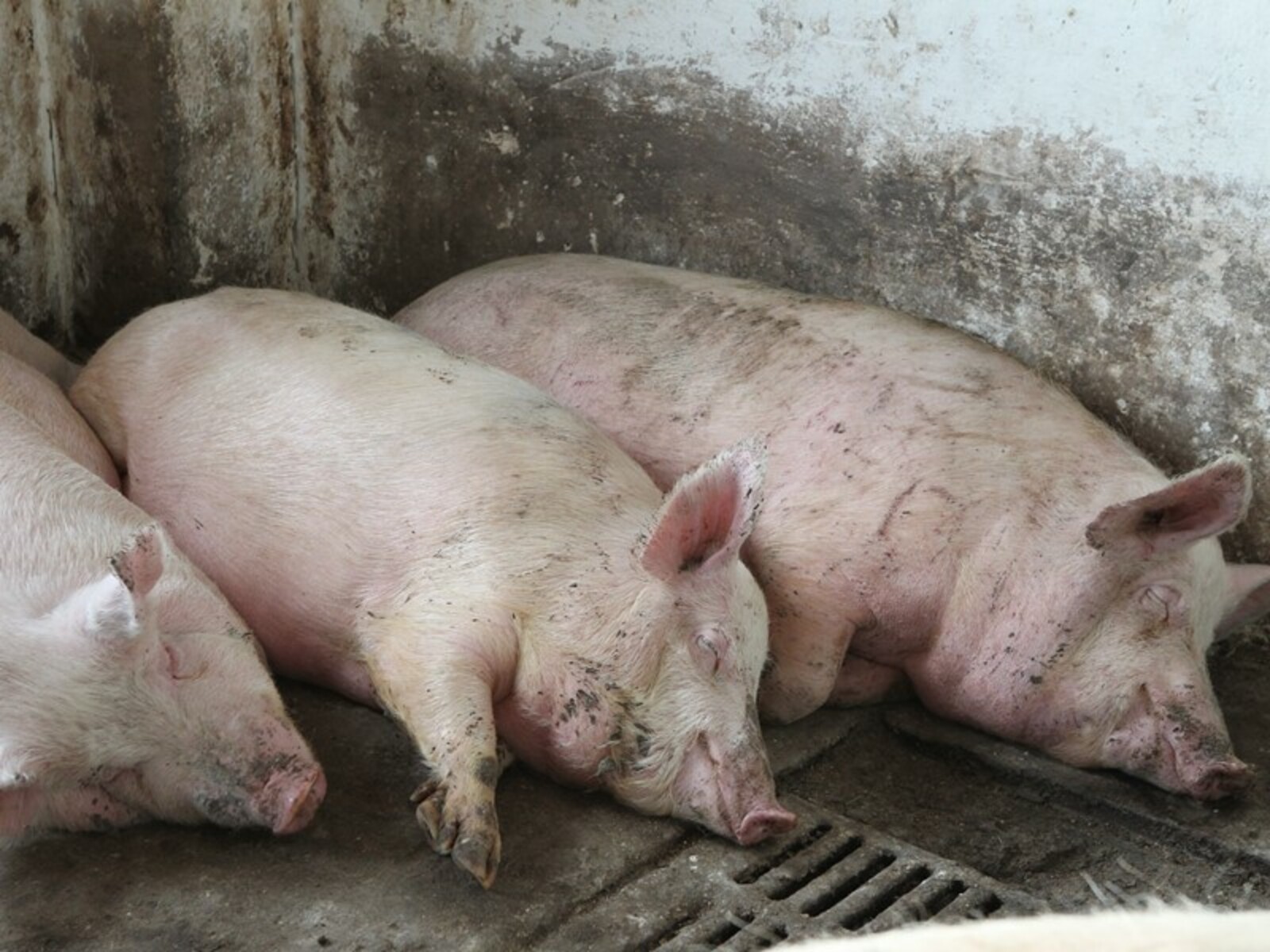 Фото Олега Яровикова.