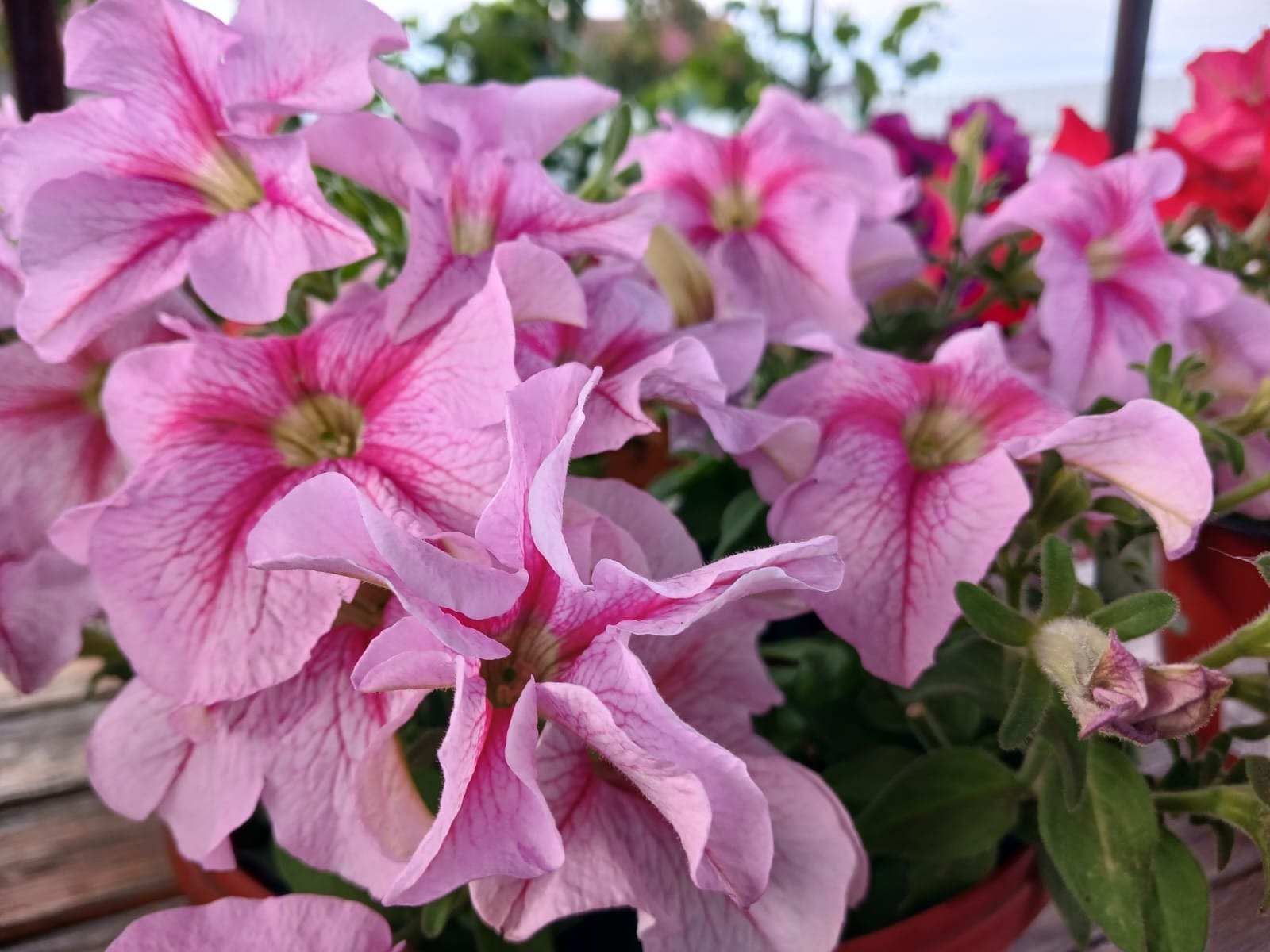 Васили Саитовой.