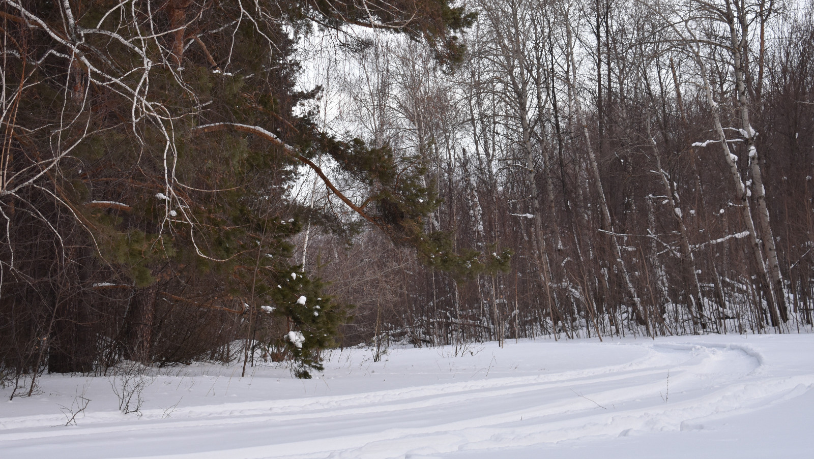 Елены Колоколовой.