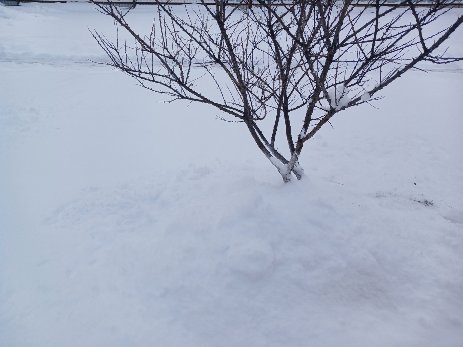 Васили Саитовой.