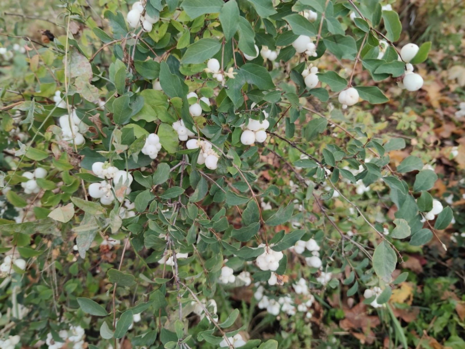 Дарьи Святохиной.