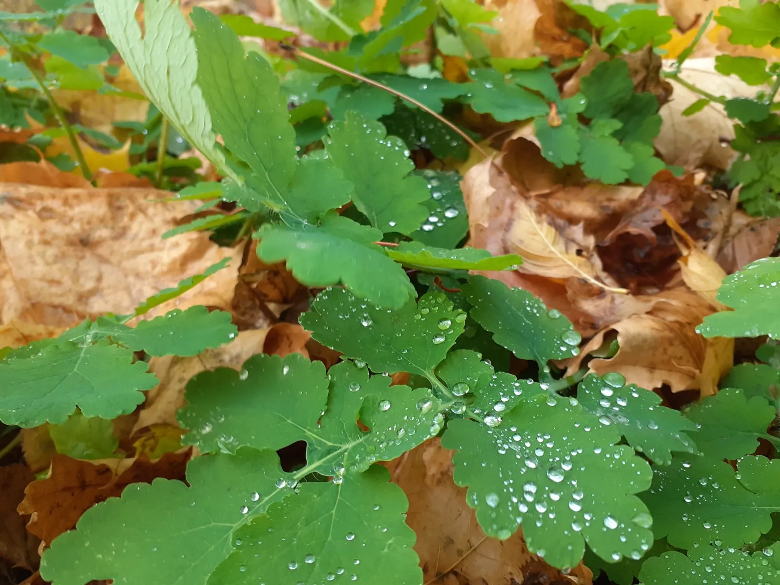Владимира Шакиева.