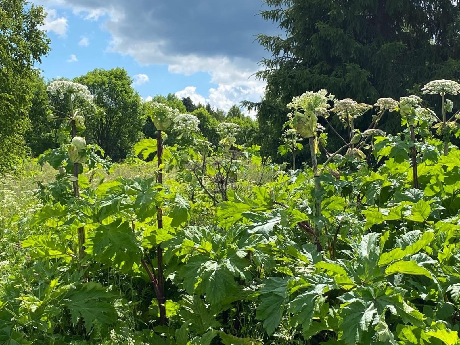 Елены Колоколовой.