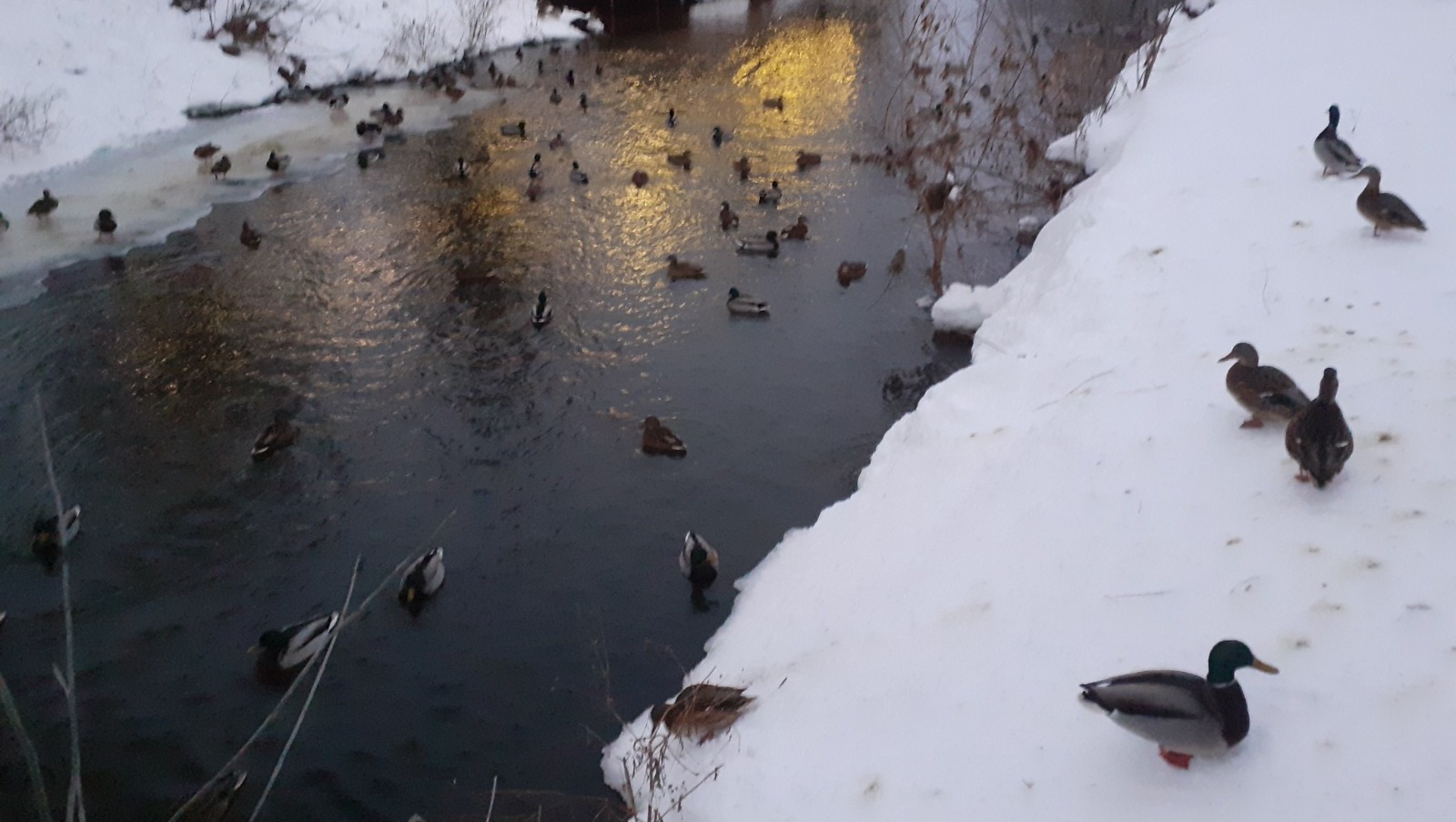 Владимира Шакиева.