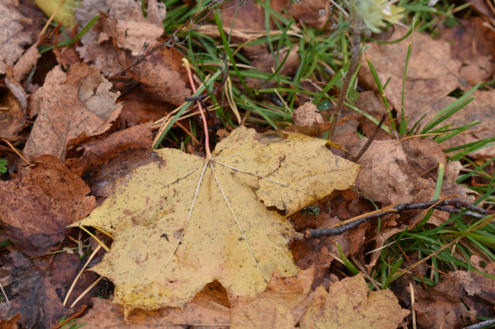 Фото Елены Колоколовой.