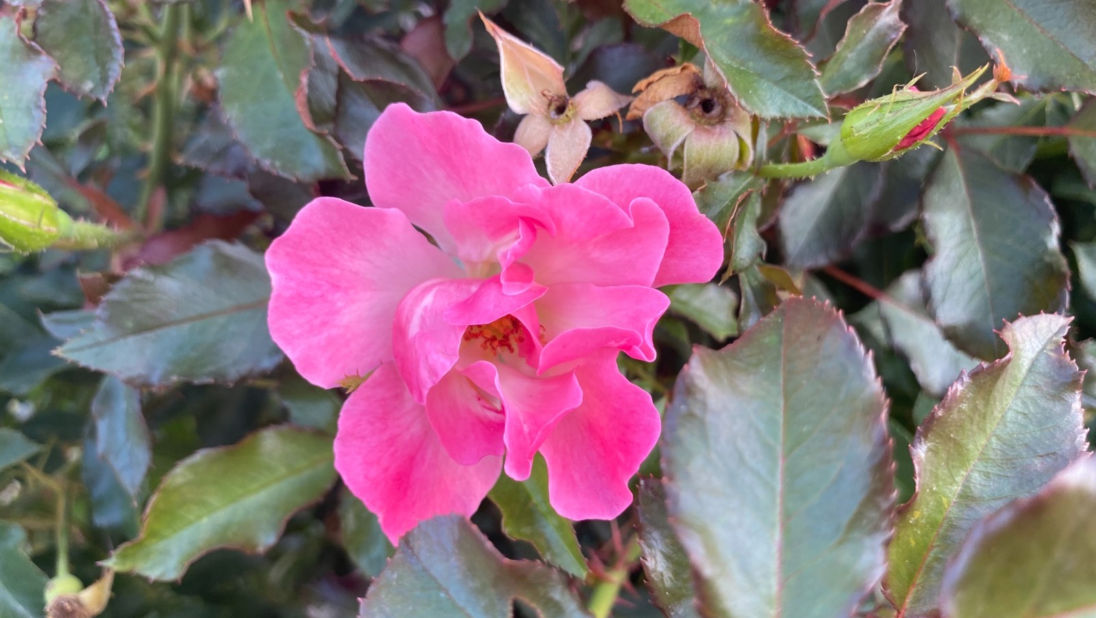 Елены Колоколовой.