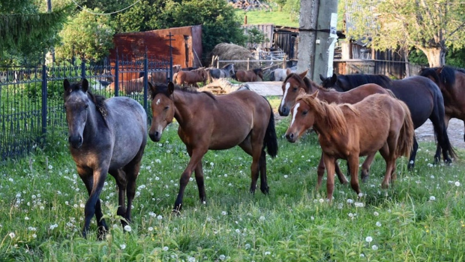 Елены Колоколовой.
