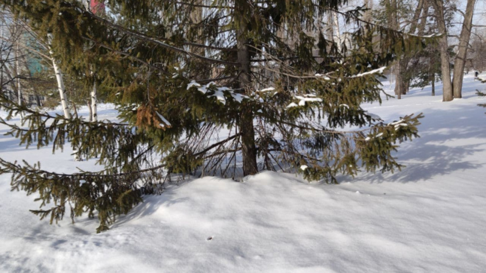 Фото автора.