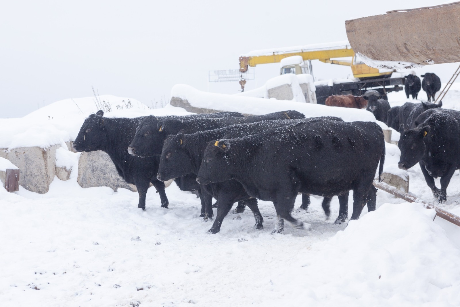 Евгении Сюткиной. «Общественная электронная газета».