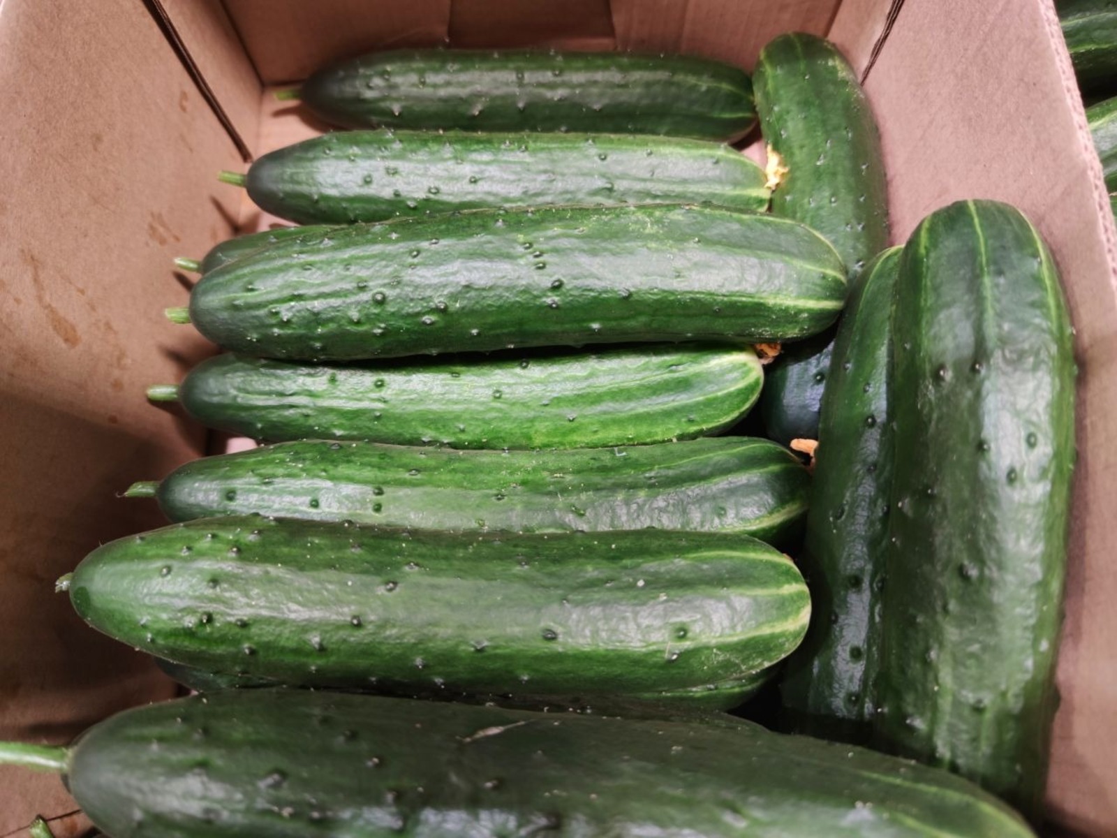 Дарьи Святохиной. «Общественная электронная газета».