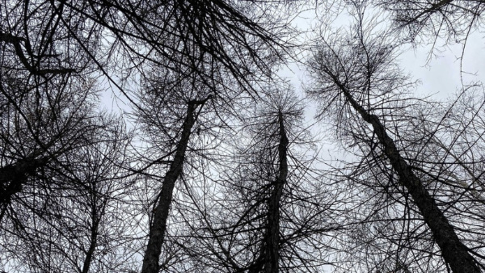 Елены Колоколовой.