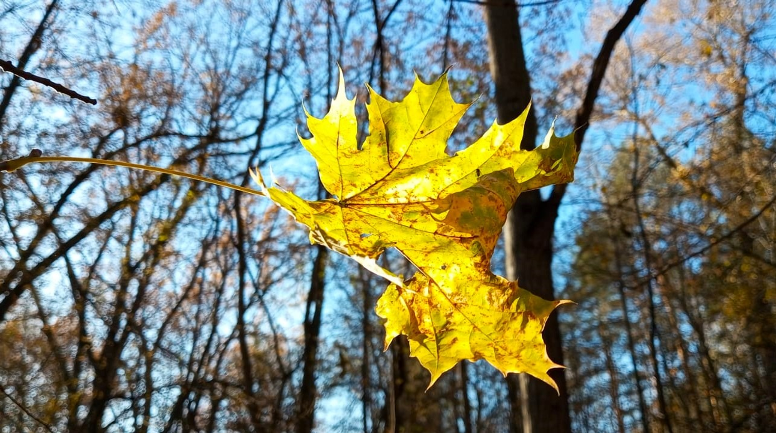Евгении Сюткиной.