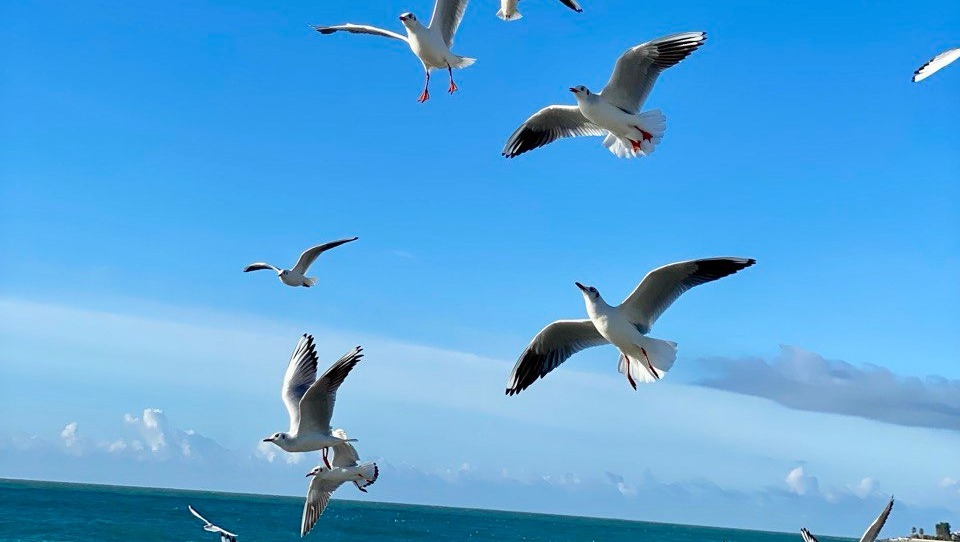 Елены Колоколовой. "Общественная электронная газета".