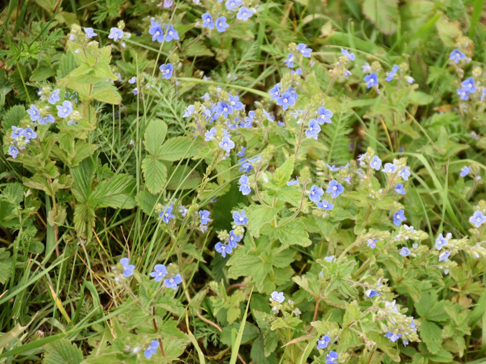 Фото Елены Колоколовой.