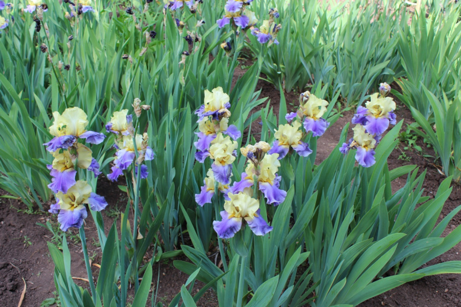 Фото автора.