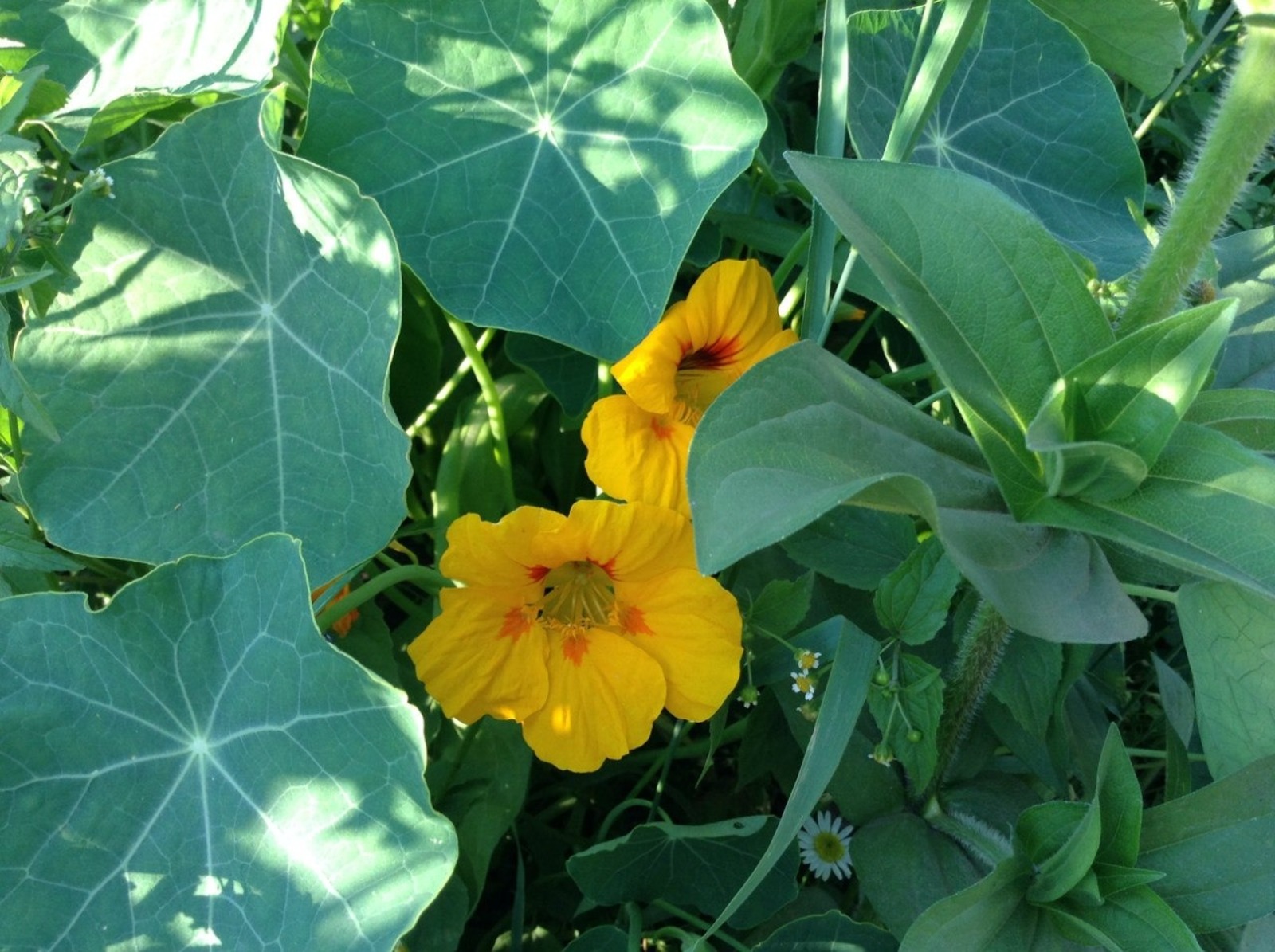 Васили Саитовой.