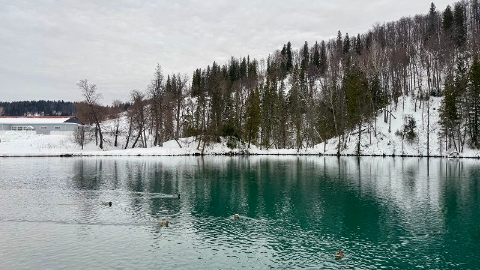 Елены Колоколовой. «Общественная электронная газета».