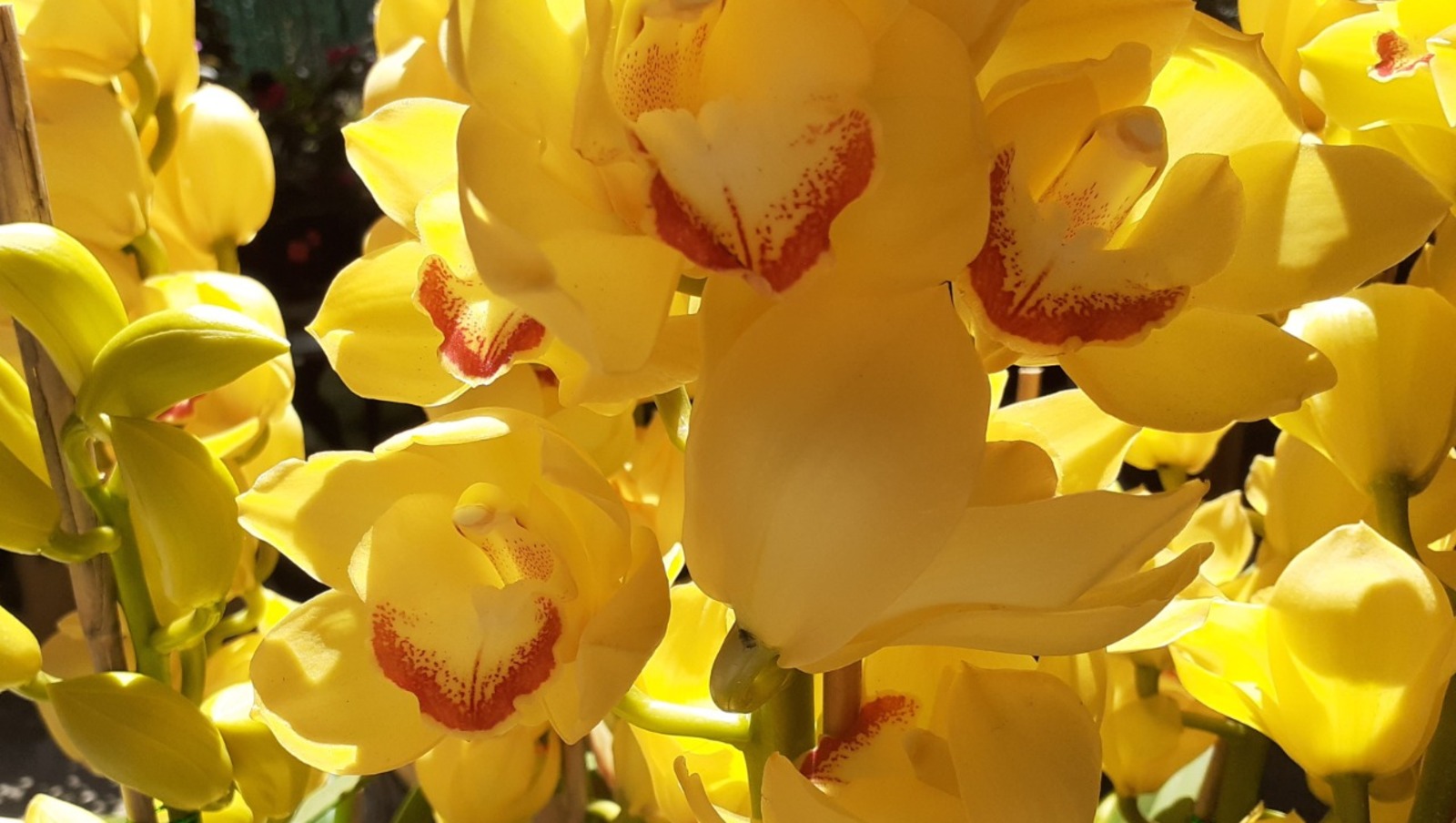 Владимира Шакиева.  «Общественная электронная газета».