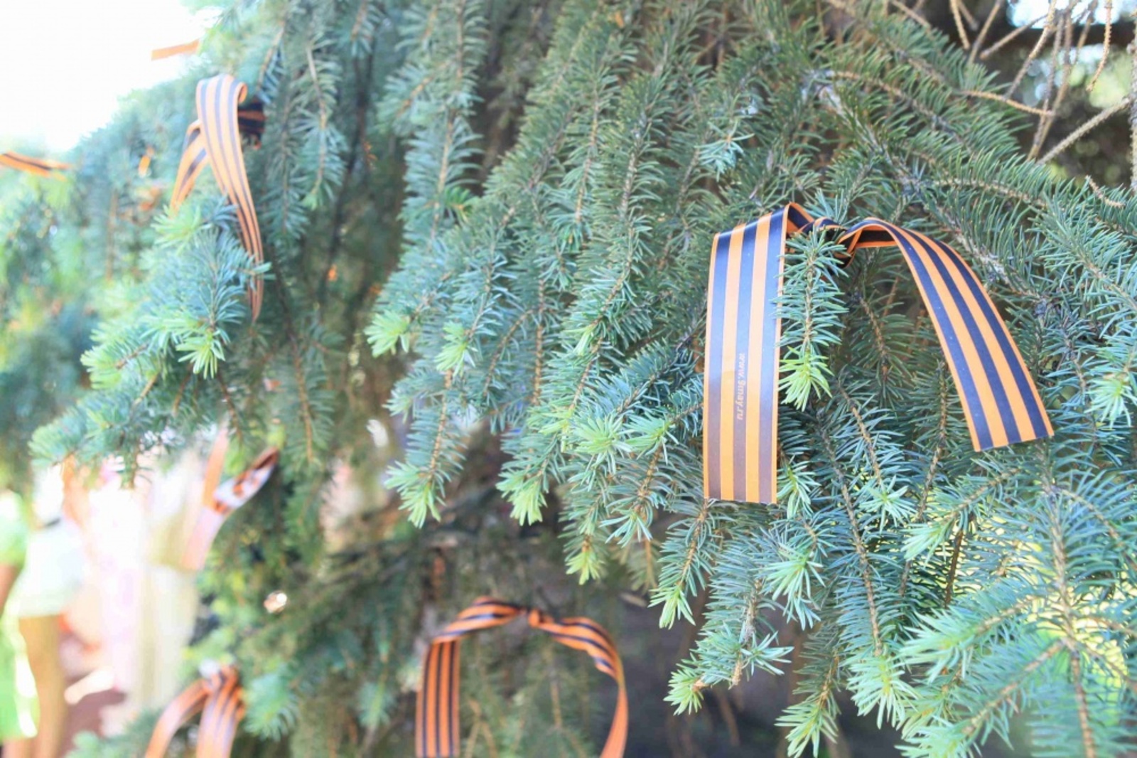 Фото Андрея Старостина.