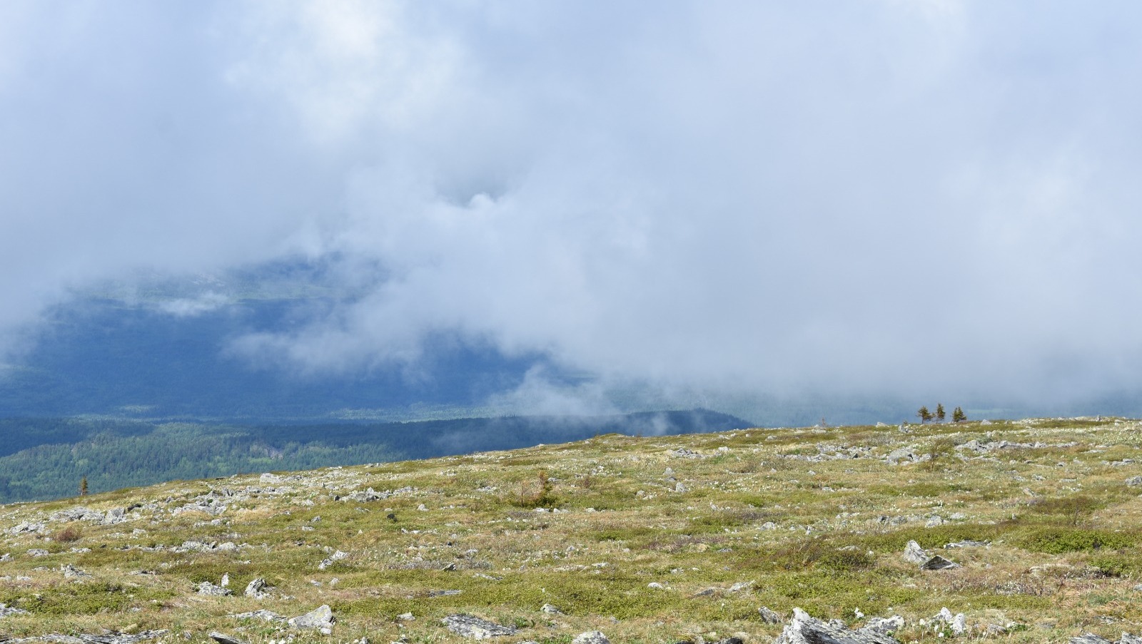 Елены Колоколовой.