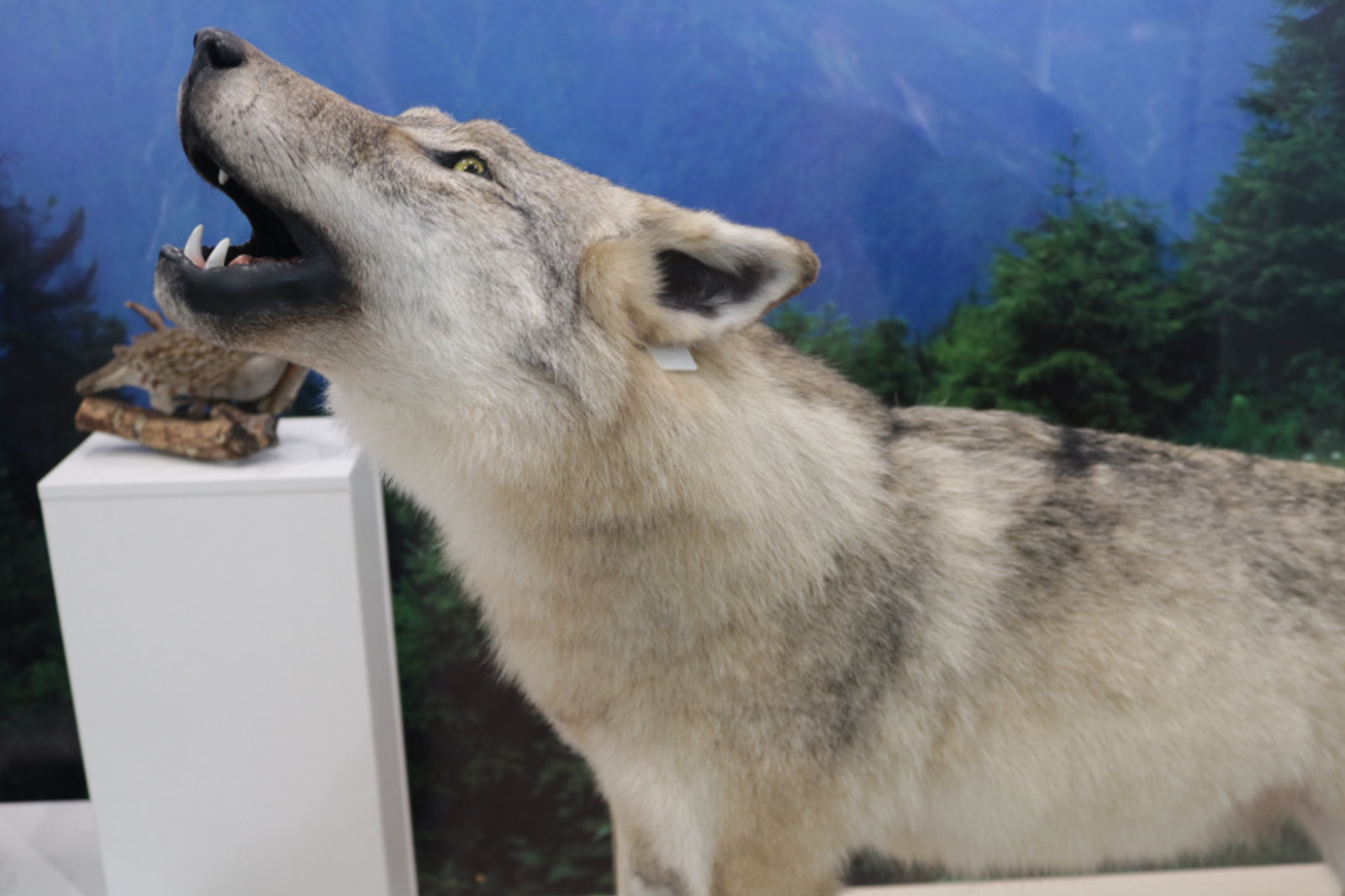 Фото Фарида Гильмиярова.