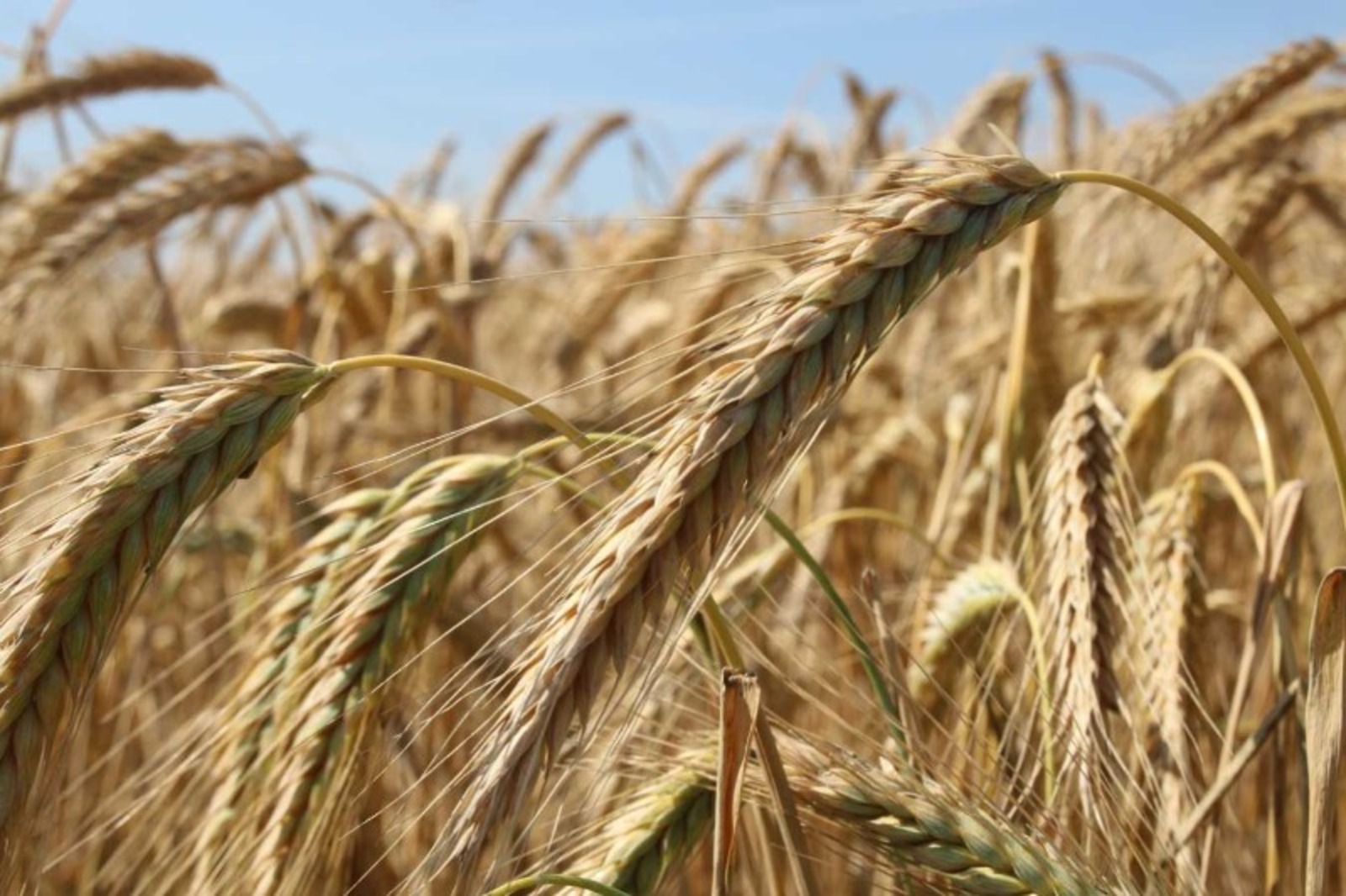 ИА «Башинформ».