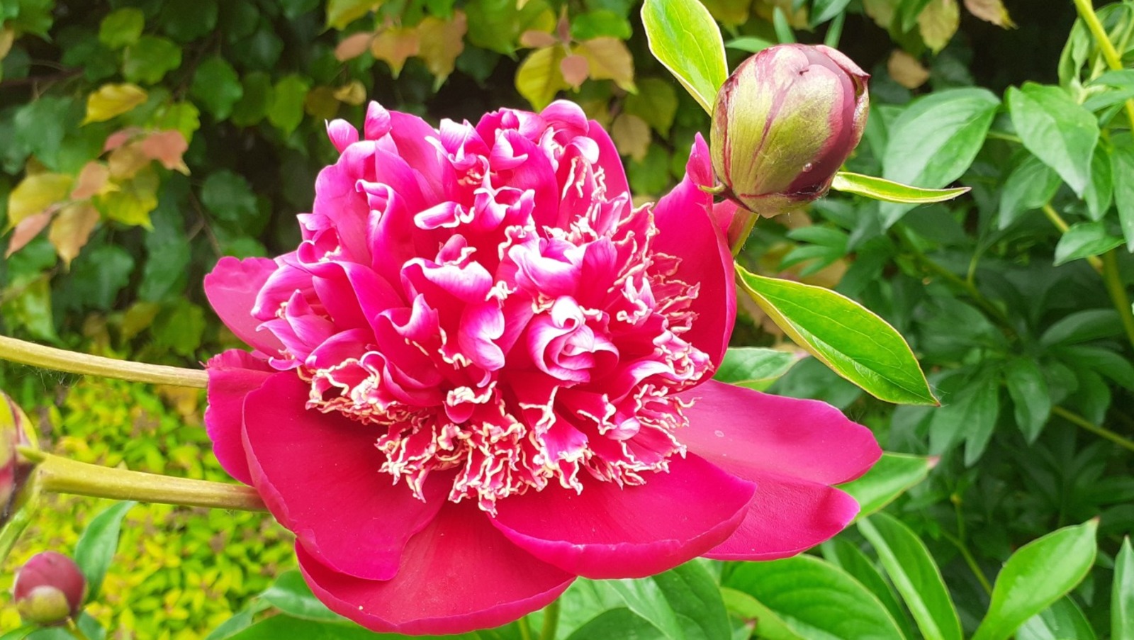 Владимира Шакиева.