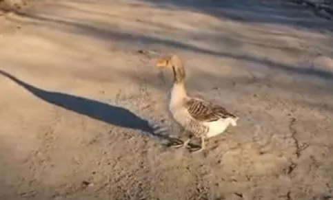 скрин видео.