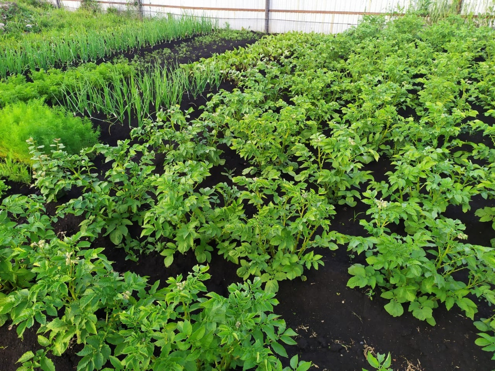 Васили Саитовой.