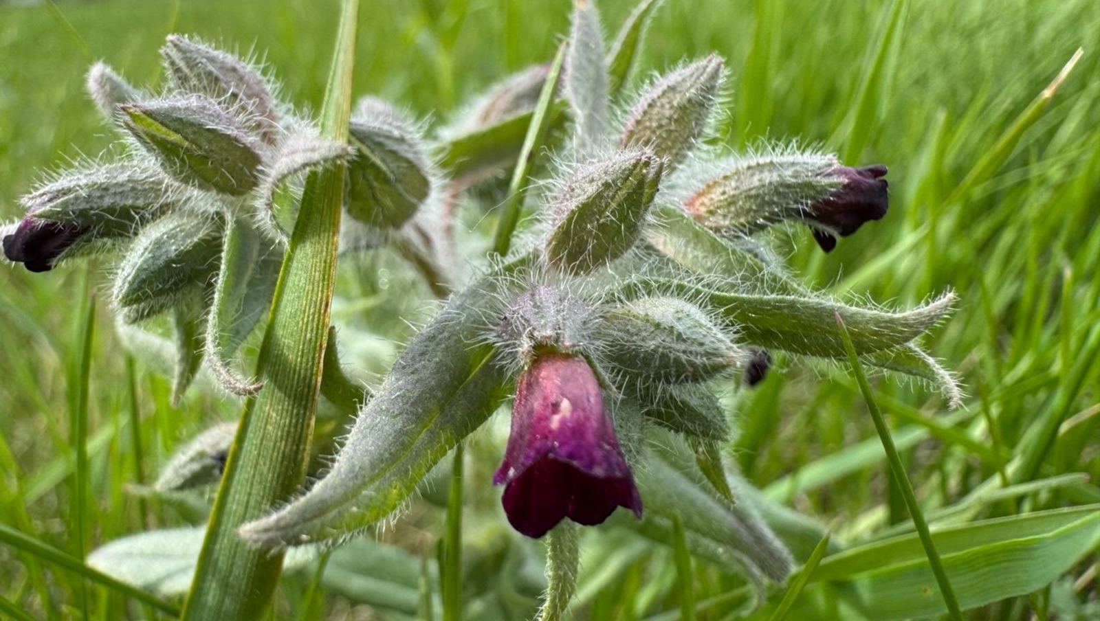 Елены Колоколовой.